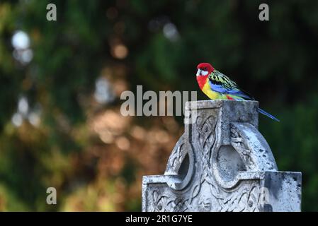 Östliche Rosella hoch oben auf einem Steinkreuz, mit dem Vogel, der leicht seinen Kopf dreht Stockfoto