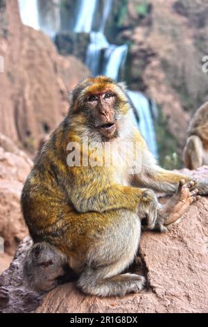Berberaffe (Macaca Sylvanus), bei den Ouzoud-Wasserfällen in Marokko Stockfoto