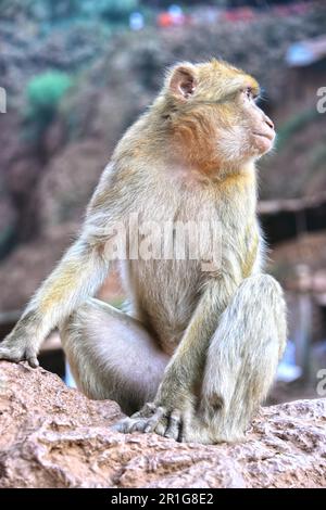 Berberaffe (Macaca Sylvanus), bei den Ouzoud-Wasserfällen in Marokko Stockfoto