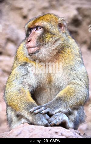 Berberaffe (Macaca Sylvanus), bei den Ouzoud-Wasserfällen in Marokko Stockfoto