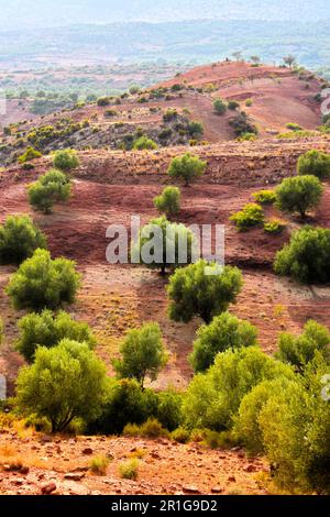 Olivenplantage im Hohen Atlas in Marokko Stockfoto