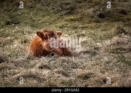 Higtland klatscht in Ludvika Schweden Stockfoto