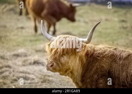 Higtland klatscht in Ludvika Schweden Stockfoto