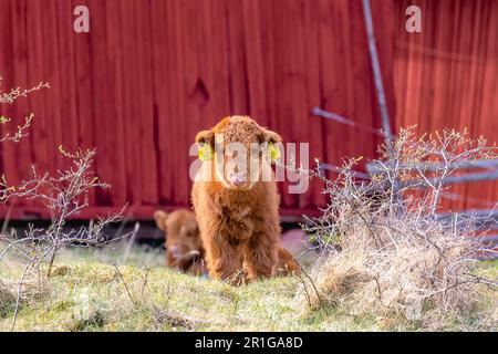 Higtland klatscht in Ludvika Schweden Stockfoto