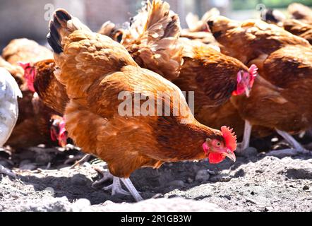 Hühner auf traditionellen freie Strecke Geflügelfarm Stockfoto