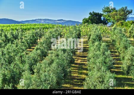 Olivenplantage und Weinberge in der Nähe der Stadt Montalcino, Toskana, Italien Stockfoto