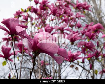 Magnolienbaum in Blüte, selektiver Fokus. Blühende und verblasste Magnolienblüten. Rosa Blütenknospe. Blüten erschienen vor den Blättern Stockfoto