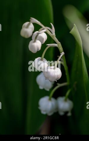 Die weißen Blüten der Lilien des Tals scheinen durch die dunkelgrünen Blätter im Sonnenlicht. Stockfoto