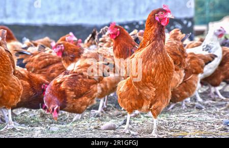 Hühner auf traditionellen freie Strecke Geflügelfarm Stockfoto