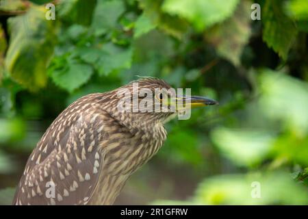 Ein junger Schwarzkronenreiher juvenile Nycticorax nycticorax versteckt in einem Busch, das beste Foto. Stockfoto