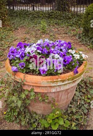 Schöne Pansy-Blume auf dem Topf Stockfoto