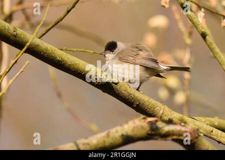 Der männliche Blackcap Warbler hockte vorübergehend auf einem Ast am frühen Morgen, Frühlingssonne. Bergisches Land, Nordrhein-Westfalen, Deutschland. Stockfoto