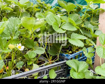 Erdbeerkeimlinge in Bechern auf dem Markt. Stockfoto