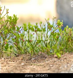 Nahaufnahme von grünen Blaubeersträuchern mit pinkfarbenen Beeren auf unscharfem sonnigen warmen Hintergrund. Frühsommer-Wildblumen im tschechischen Bergregionwald. Stockfoto