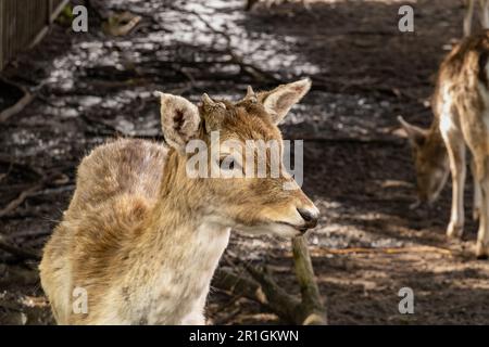 Damhirsch, Dama dama, Feen, junger Mann mit Geweihknöpfen, der im Wildpark isst, Hilversum, Niederlande Stockfoto