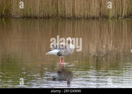 Graugans, Anser anser, steht im flachen Wasser und schüttelt Flügel im Naturschutzgebiet Zanderij Crailo, Hilversum, Niederlande Stockfoto
