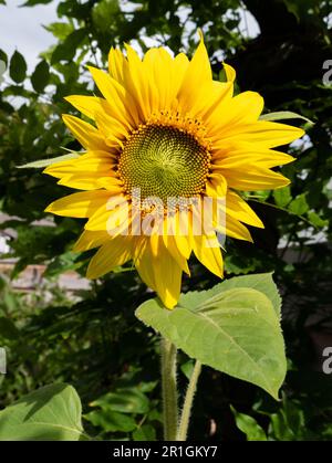 Sonnenblumenkopf, Helanthus annuus, senkrecht Stockfoto