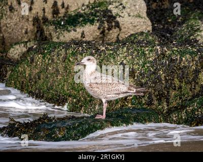 Heringsmull, Larus argentatus, etwa 4-5 Monate alter Jungvogel, der auf Felsen im Hafen von Scheveningen, Niederlande, steht Stockfoto