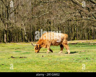 Schottische Hochlandkuh, braun mit langen Haaren und Hörnern, weidet Gras im Naturschutzgebiet Westerheide bei Hilversum, het Gooi, Niederlande Stockfoto