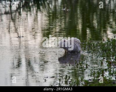 Ein Albino Nutria, Myocastor coypus, auch Coypu, ist ein großer Pflanzenfresser, Semiaquatische Nagetiere, eine invasive Art in Europa, die aus der Stockfoto