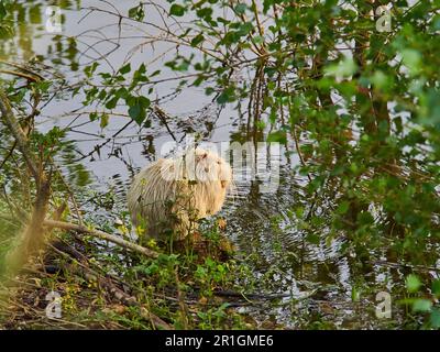 Ein Albino Nutria, Myocastor coypus, auch Coypu, ist ein großer Pflanzenfresser, Semiaquatische Nagetiere, eine invasive Art in Europa, die aus der Stockfoto