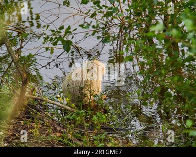 Ein Albino Nutria, Myocastor coypus, auch Coypu, ist ein großer Pflanzenfresser, Semiaquatische Nagetiere, eine invasive Art in Europa, die aus der Stockfoto