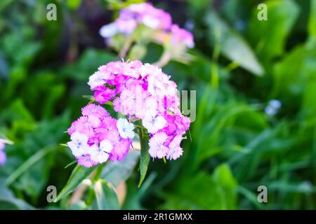 Die türkische Nelke blüht im Sommergarten. Dianthus barbatus-Pflanzen Stockfoto