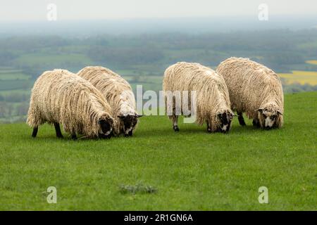 An einem nebligen Frühlingsmorgen in Nidderdale, North Yorkshire, zieht sich ein Masham-Schaf aus Longwool hinunter und weidet auf grünem Gras. Ein Kreuz Stockfoto