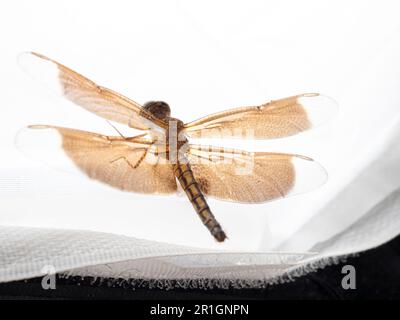 Nahaufnahme einer braunen Libelle, ein fliegendes Insekt, das der Infrastruktur Anisoptera unter dem Orden Odonata gehört Stockfoto
