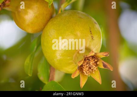 Granatapfelfrucht hängt und reift auf einem Zweig des Granatapfelbaums. Punica granatum. Thema: Gartenbau, Obstbau. Werbung für Granatapfelfrüchte Stockfoto