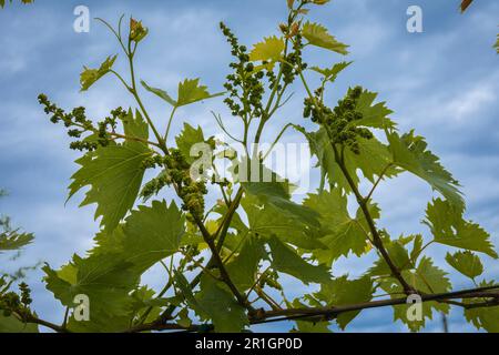 Junge Traubenblüten auf der Rebe schließen sich an. Weinrebe mit jungen Blättern und Knospen, die auf einer Weinrebe im Weinberg blühen. Stockfoto