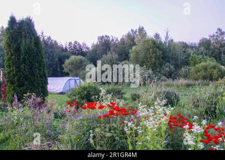 Rote lychnis-Blumen im Sommergarten. Silene Chalcedonica, Malteserkreuz, Scharlach lychnis. Stockfoto