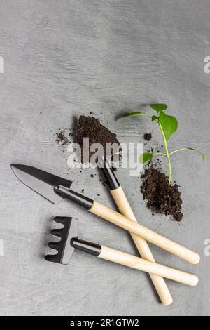 Sprossen Sie mit Erde neben den Gartengeräten. Rechen und Schaufeln. Gartenschaufel mit Erde. Flach verlegt. Speicherplatz kopieren. Grauer Hintergrund. Stockfoto