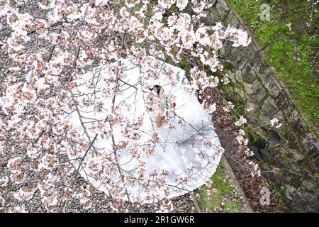 Kyoto, Japan - 1. 2019. April; Fotoshooting für Hochzeiten Stockfoto