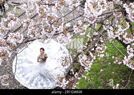 Kyoto, Japan - 1. 2019. April; Fotoshooting für Hochzeiten Stockfoto