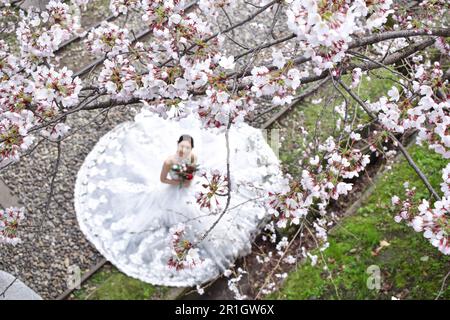 Kyoto, Japan - 1. 2019. April; Fotoshooting für Hochzeiten Stockfoto