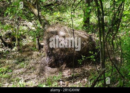 Illegal abgekippte Stecklinge im Wald Stockfoto