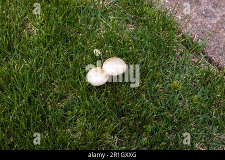Feenringpilze oder Kehlstühle, die im Hof wachsen Stockfoto