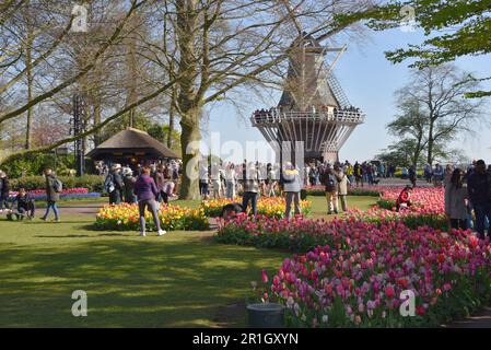 Lisse, Niederlande. April 2023. Besucher des Keukenhof, einem großartigen Frühlingsgarten in den Niederlanden. Hochwertiges Foto Stockfoto