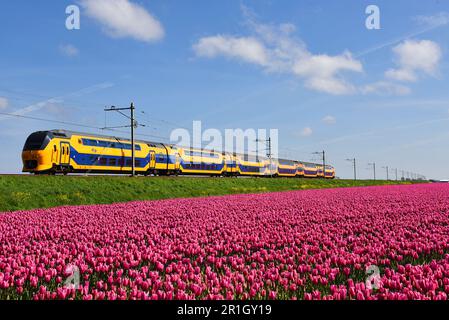 Den Helder, Niederlande. Mai 2023. Holländischer Zug, der an einem blühenden Tulpenfeld vorbeifährt. Hochwertiges Foto Stockfoto