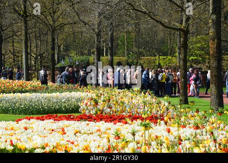 Lisse, Niederlande. April 2023. Besucher des Keukenhof, einem großartigen Frühlingsgarten in den Niederlanden. Hochwertiges Foto Stockfoto