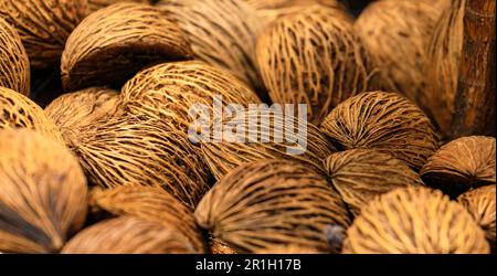 Stapel Suizidbaumsaat, Tischtennissaat oder Othalanga oder Cerbera oddloams Samen oder grüner Sprossen auf dekorativer Zone mit Naturlicht. Stockfoto