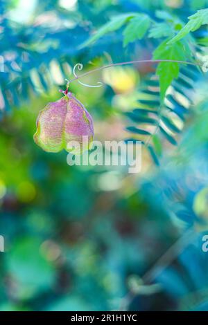 Cardiospermum halicacabum ( Ballonrebe, Balloonvine, Herzsamen, Herzerbse, Liebe in einem Puff, Erbse mit glattem Herz) in Naturlicht. Stockfoto