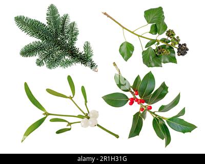 Weihnachtsbaumzweig, Mistelzweig mit weißen Beeren, Weihnachtsholzzweig und Ivy Dekorationspflanzen isoliert auf Weiß Stockfoto