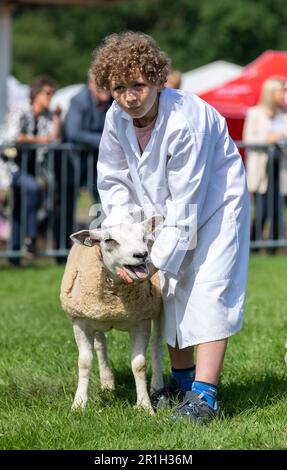 Aussteller auf der Great Yorkshire Show zeigen ihre Beltex-Schafe auf der 2021 Show, Harrogate, North Yorkshire, Großbritannien. Stockfoto