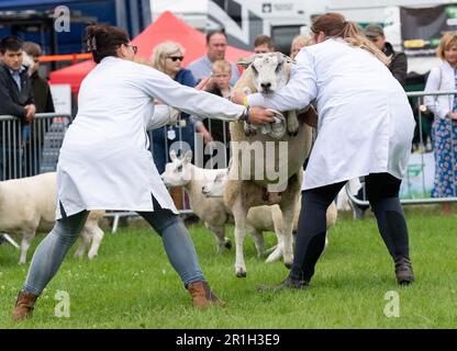 Aussteller auf der Great Yorkshire Show zeigen ihre Beltex-Schafe auf der 2021 Show, Harrogate, North Yorkshire, Großbritannien. Stockfoto