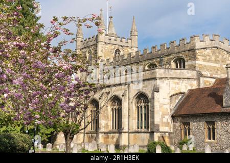 St. Michaels Kirche mit hübschen rosa Kwanzan-Kirschblüten im Frühling. Eine anglikanische Pfarrkirche, Stufe 1, gelistet in Basingstoke, England Stockfoto