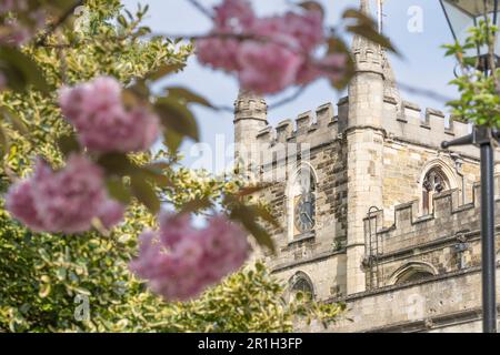 St. Michaels Kirche mit hübschen rosa Kwanzan-Kirschblüten im Frühling. Eine anglikanische Pfarrkirche, Stufe 1, gelistet in Basingstoke, England Stockfoto