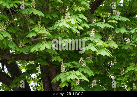 Rosskastanienbaum mit weißen Blumen, die im Mai blühen. Hippocastanum ist eine Blumenpflanzenart der Familie Sapindaceae. England Stockfoto