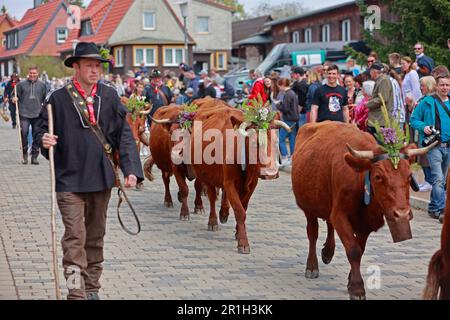 14. Mai 2023, Sachsen-Anhalt, Tanne: Kühe der Art Harzer Rotes Höhenvieh werden für die Parade durch das Dorf Harz von Tanne gefahren. Für den traditionellen Tanner Cow Ball anlässlich des ersten Viehtransports des Jahres fand eine Parade durch das Dorf statt. Die Prozession wurde begleitet von Hirten in traditionellen Kostümen, Tanner Harkemännern und historischen Fahrzeugen und Landmaschinen. In der Vergangenheit war die Haltung von Rotgebirgsrindern neben der Forstwirtschaft und dem Bergbau eine wichtige Existenzgrundlage im Harzgebirge. Das erste Vieh treibt also nach einem langen, anstrengenden Stockfoto